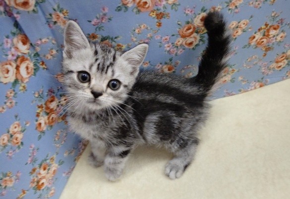 アメリカンショートヘア