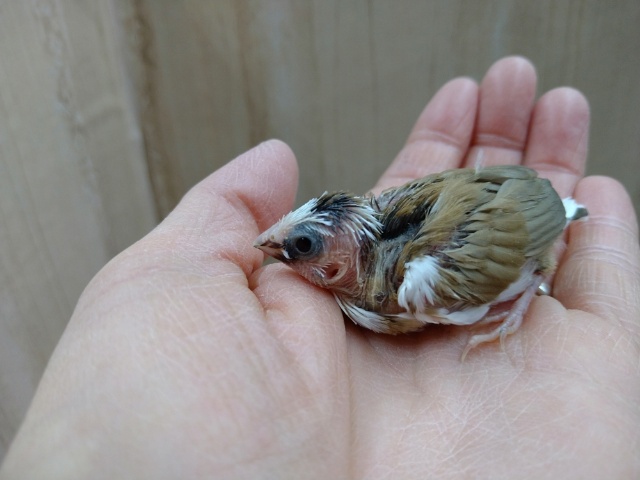 十姉妹（ジュウシマツ）