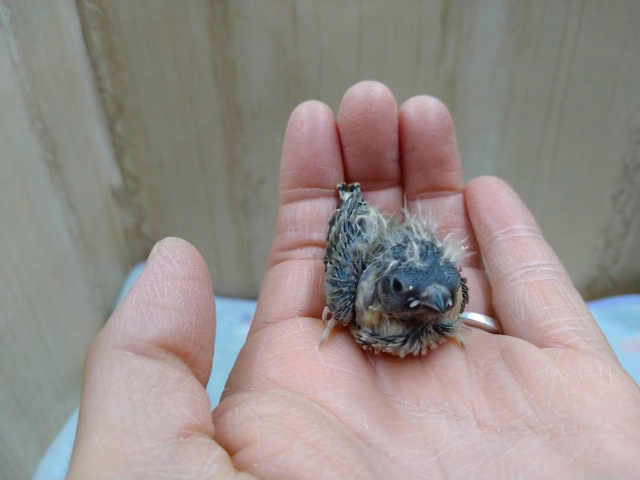 錦花鳥（キンカチョウ）