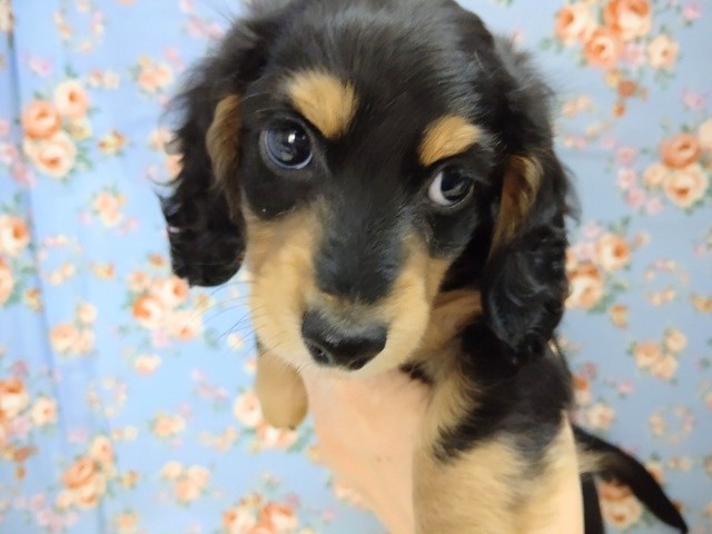 ミニチュアダックス