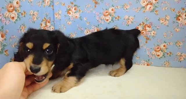 ミニチュアダックス