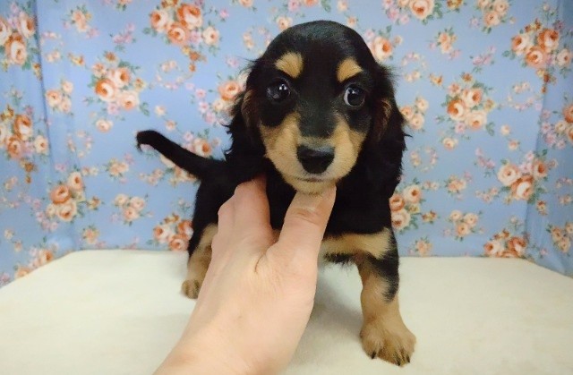 ミニチュアダックス