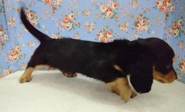 ミニチュアダックス