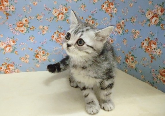 アメリカンショートヘア