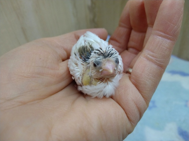 十姉妹（ジュウシマツ）