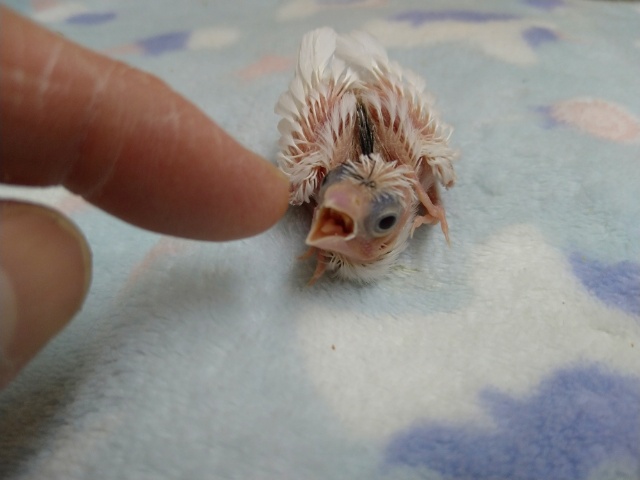 十姉妹（ジュウシマツ）