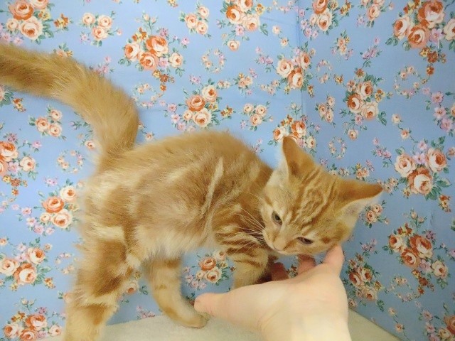 アメリカンショートヘア