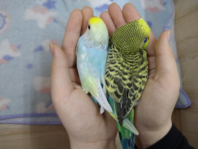 ジャンボセキセイインコ