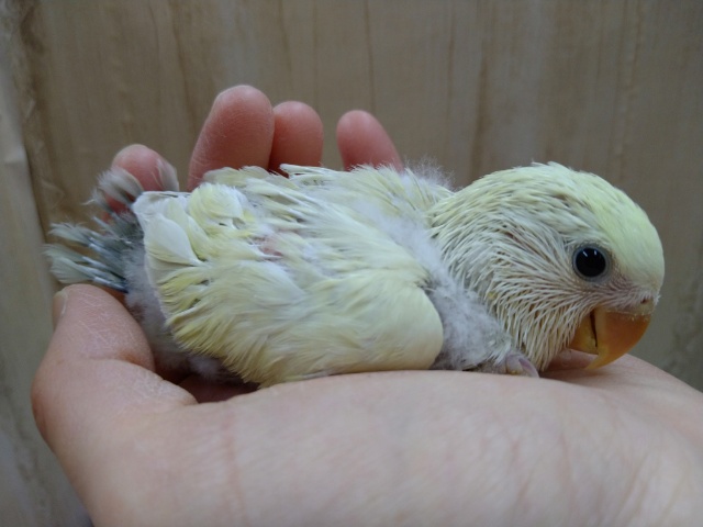 コザクラインコ（小桜インコ）