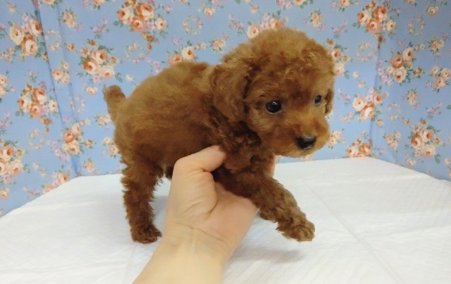 トイプードル