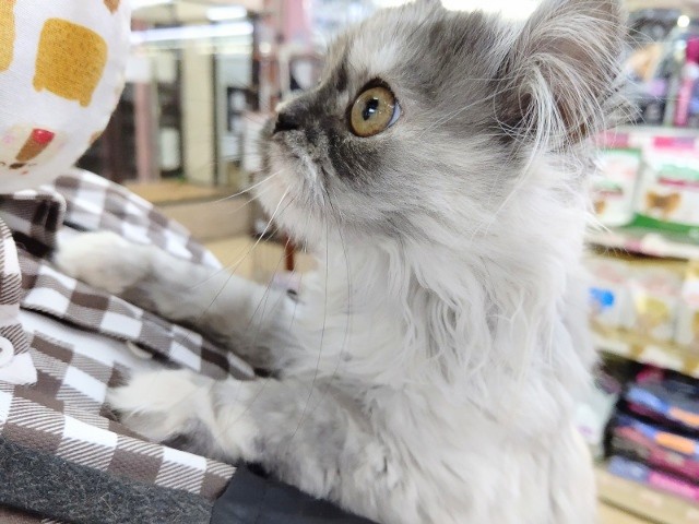 スコティッシュフォールド