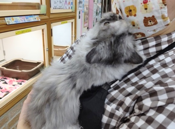 スコティッシュフォールド