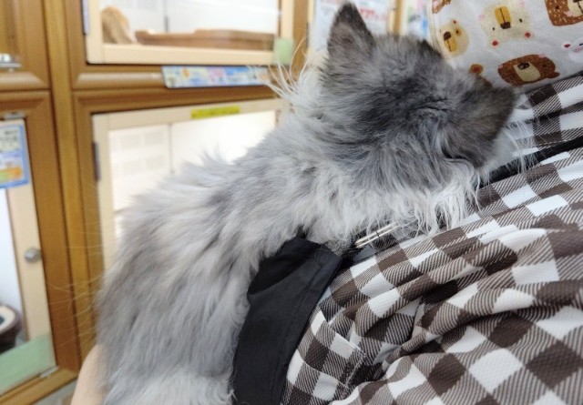 スコティッシュフォールド