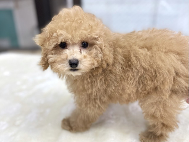 トイプードル