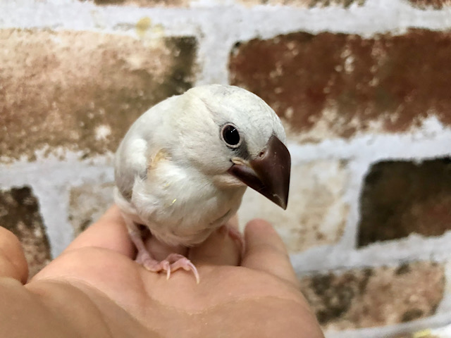 シルバー文鳥