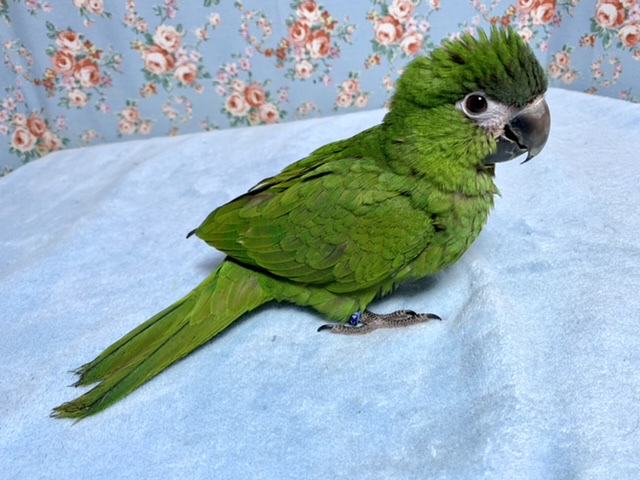 コミドリコンゴウインコ