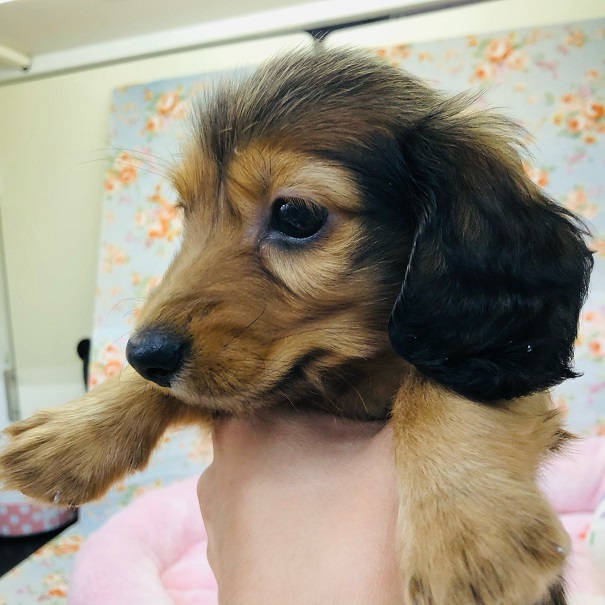 ミニチュアダックス