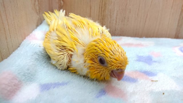 サザナミインコ