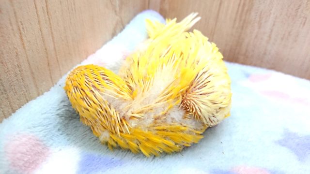 サザナミインコ