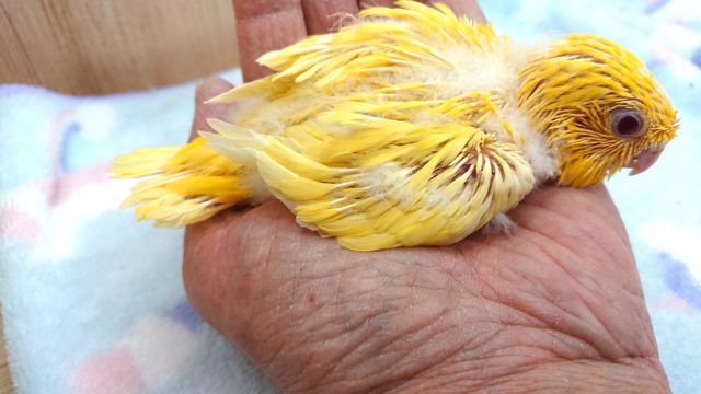 サザナミインコ