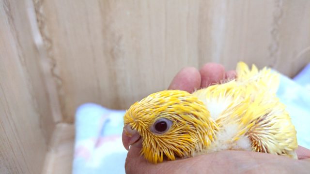 サザナミインコ