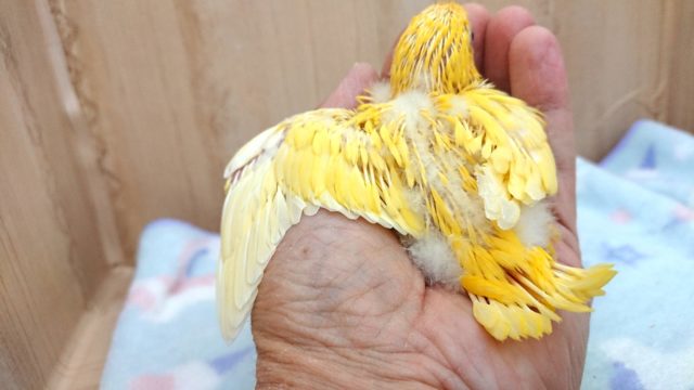 サザナミインコ