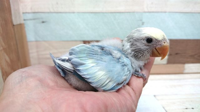 コザクラインコ（小桜インコ）