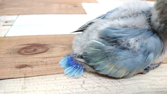 コザクラインコ（小桜インコ）