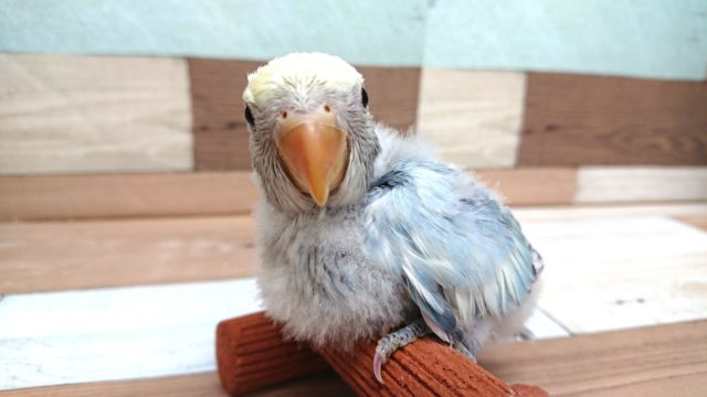 コザクラインコ（小桜インコ）