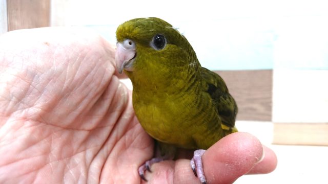 サザナミインコ
