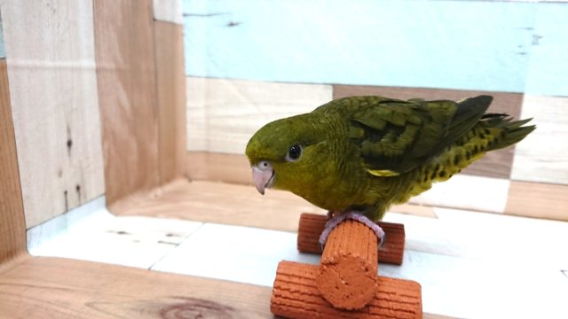 サザナミインコ