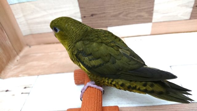 サザナミインコ