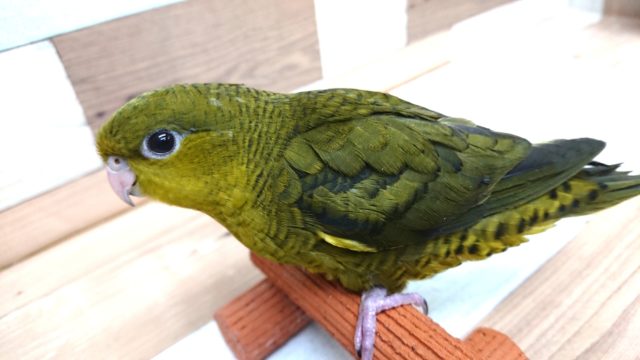 サザナミインコ