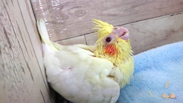 オカメインコ
