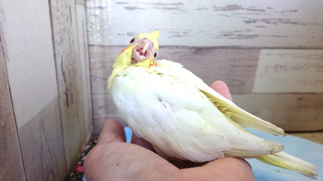 オカメインコ