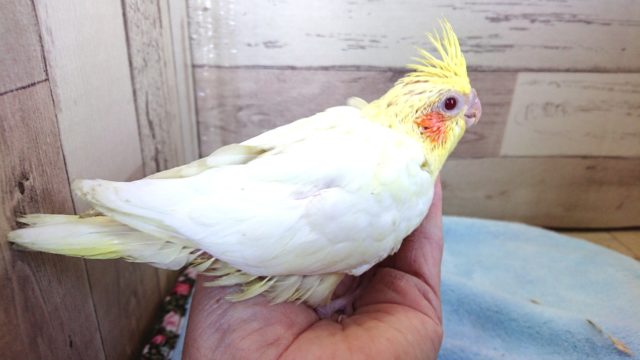 オカメインコ
