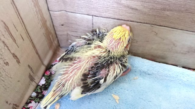 オカメインコ