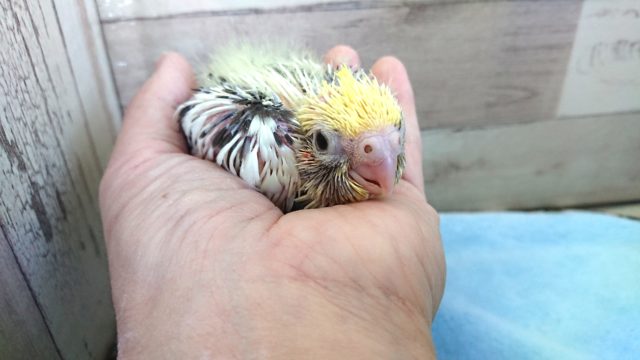 オカメインコ