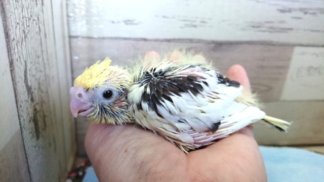 オカメインコ