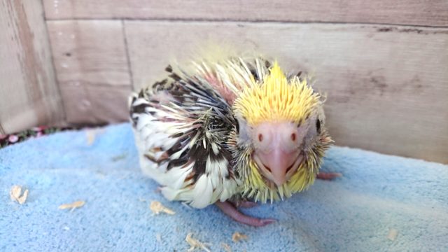 オカメインコ