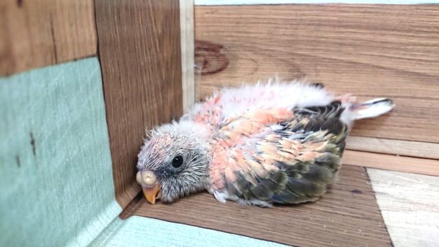 アキクサインコ（秋草インコ）