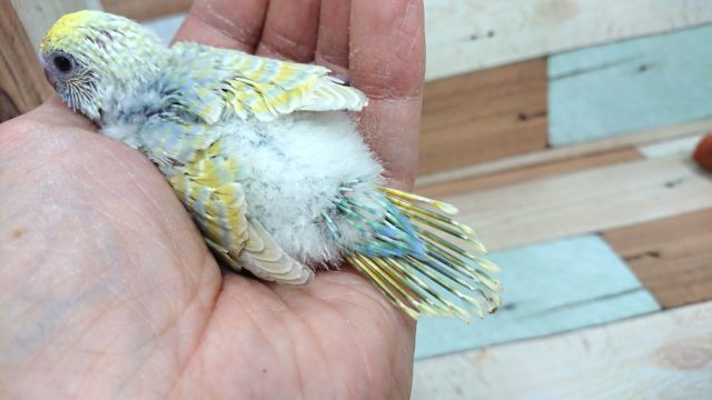 セキセイインコ