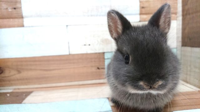 ネザーランドドワーフ