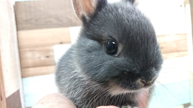 ネザーランドドワーフ