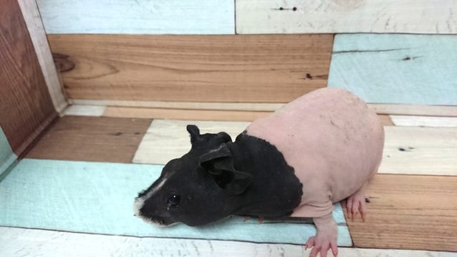 スキニーギニアピッグ