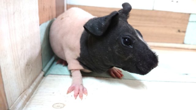 スキニーギニアピッグ