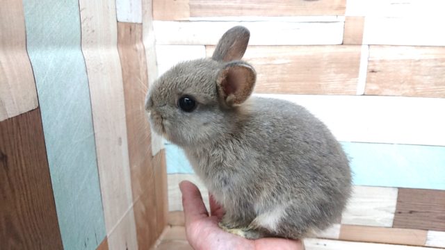 ネザーランドドワーフ