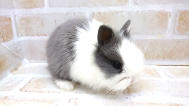 ライオンラビット