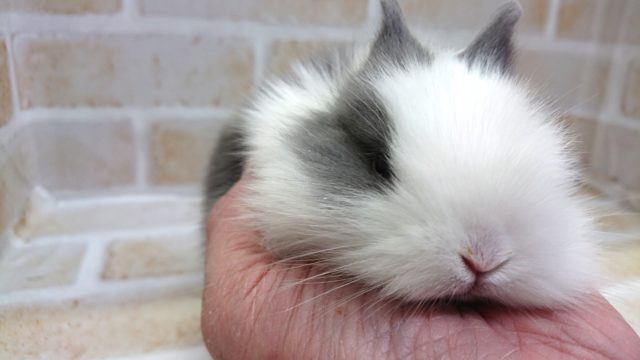 ライオンラビット