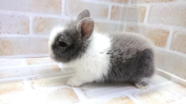 ライオンラビット